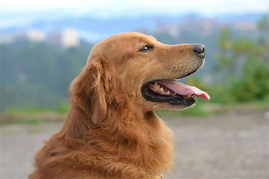Correas retráctiles para perros: ¿Son realmente seguras?