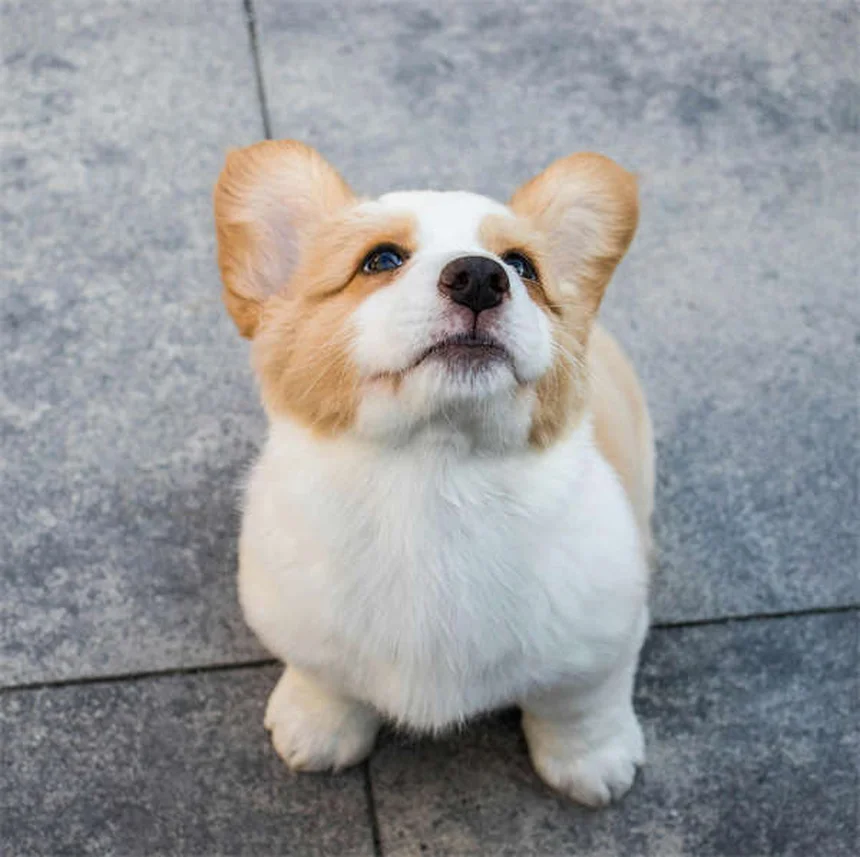 Correas retráctiles para perros: ¿Son realmente seguras?