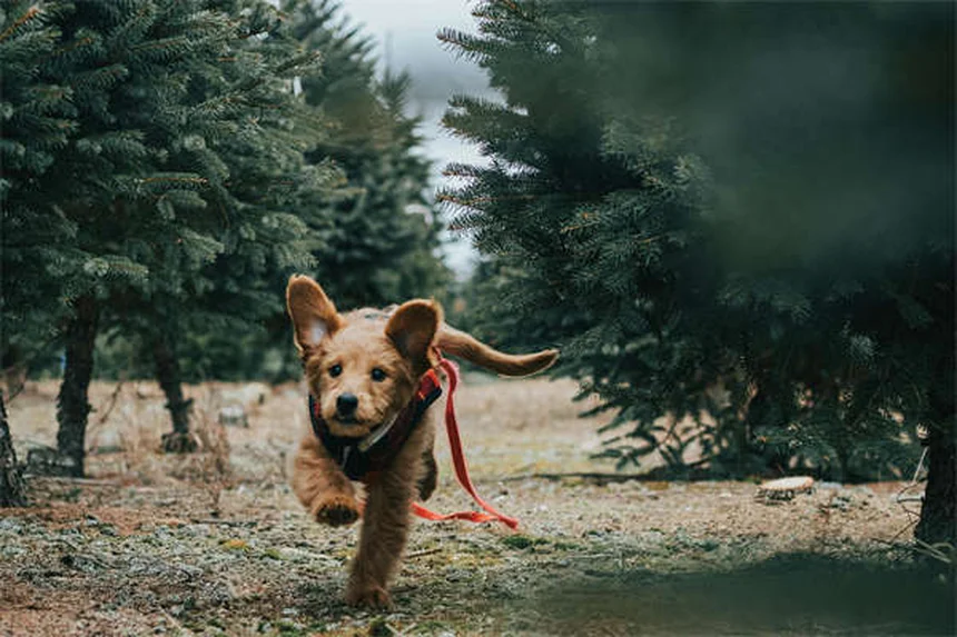 Señales de que tu gato está enfermo: Cómo detectarlo a tiempo