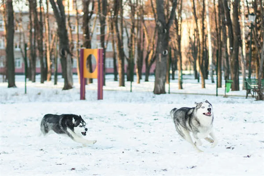 Cómo eliminar garrapatas de tu perro: Guía completa paso a paso