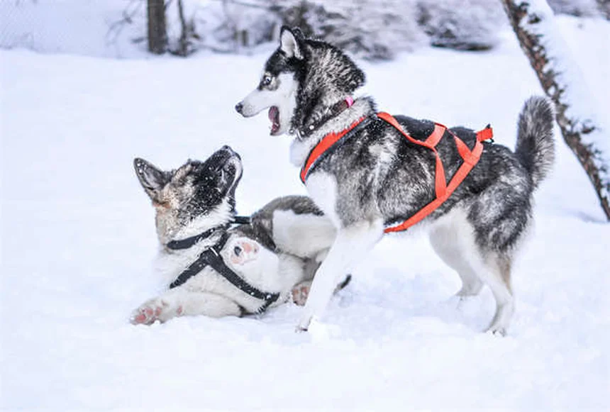 Cómo eliminar garrapatas de tu perro: Guía completa paso a paso