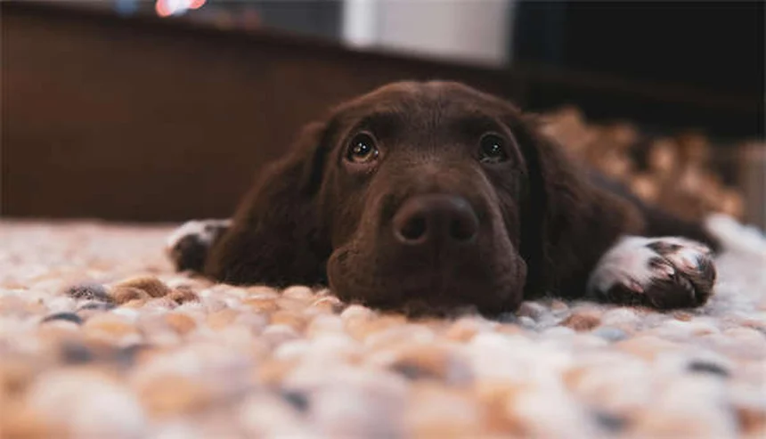 Dirofilariosis en perros: síntomas, tratamiento y prevención efectiva