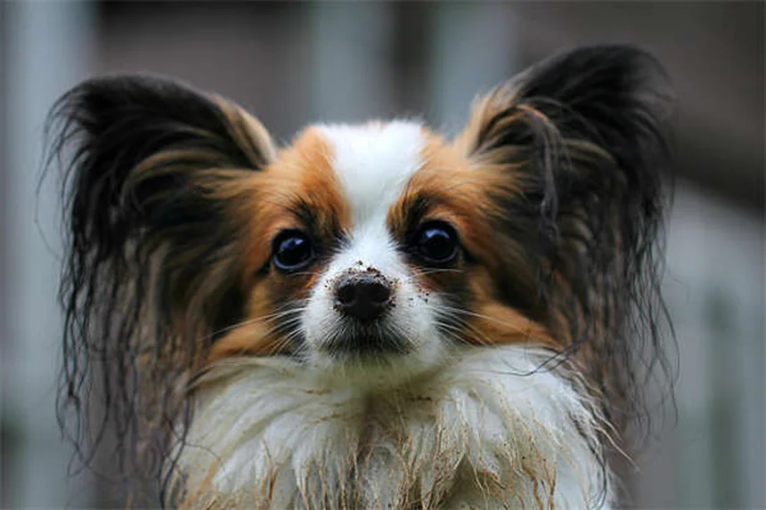 Dirofilariosis en perros: síntomas, tratamiento y prevención efectiva