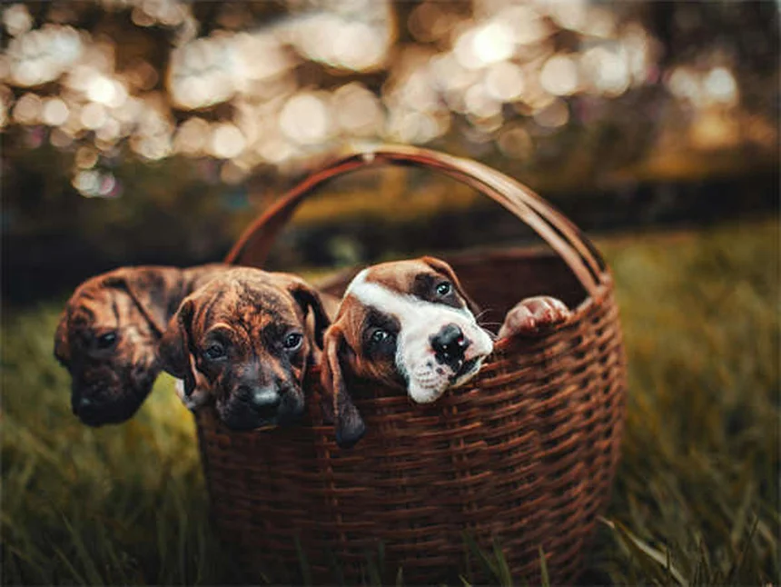 5 consejos infalibles para elegir el mejor veterinario para tu mascota