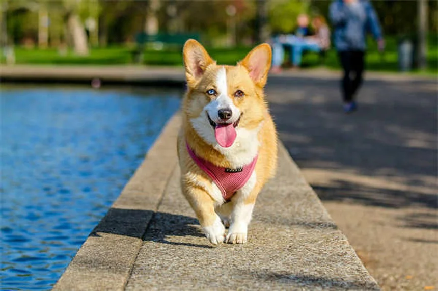 5 consejos infalibles para elegir el mejor veterinario para tu mascota