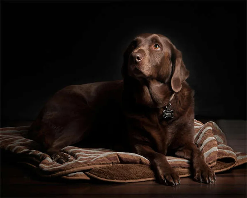 ¿Tu perro se parece a ti? Descubre cómo tu personalidad moldea a tu mascota