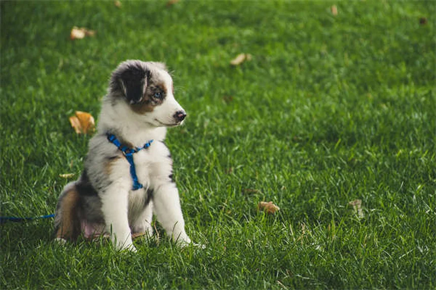 ¿Tu perro se parece a ti? Descubre cómo tu personalidad moldea a tu mascota