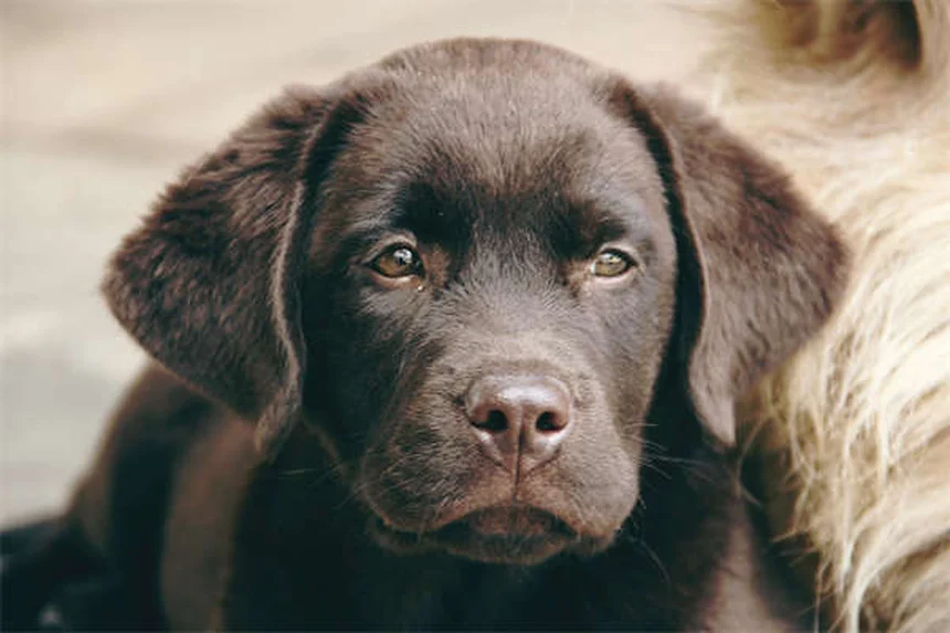 7 Consejos infalibles para proteger a tu cachorro en Navidad