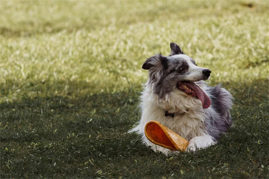 Fundentes de hielo seguros para mascotas: Guía completa para proteger a tu perro