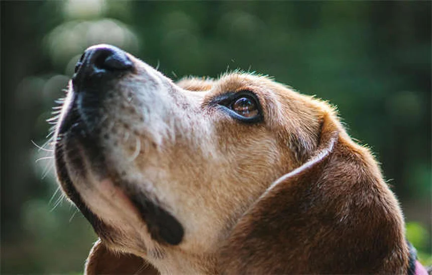 Fundentes de hielo seguros para mascotas: Guía completa para proteger a tu perro