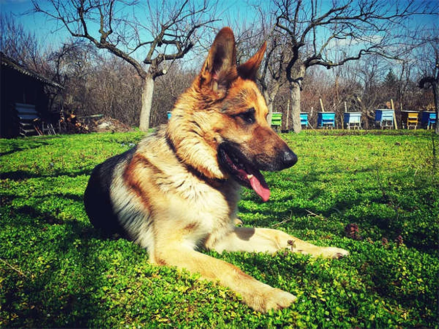 Testamento para mascotas: Cómo garantizar su futuro en 5 pasos