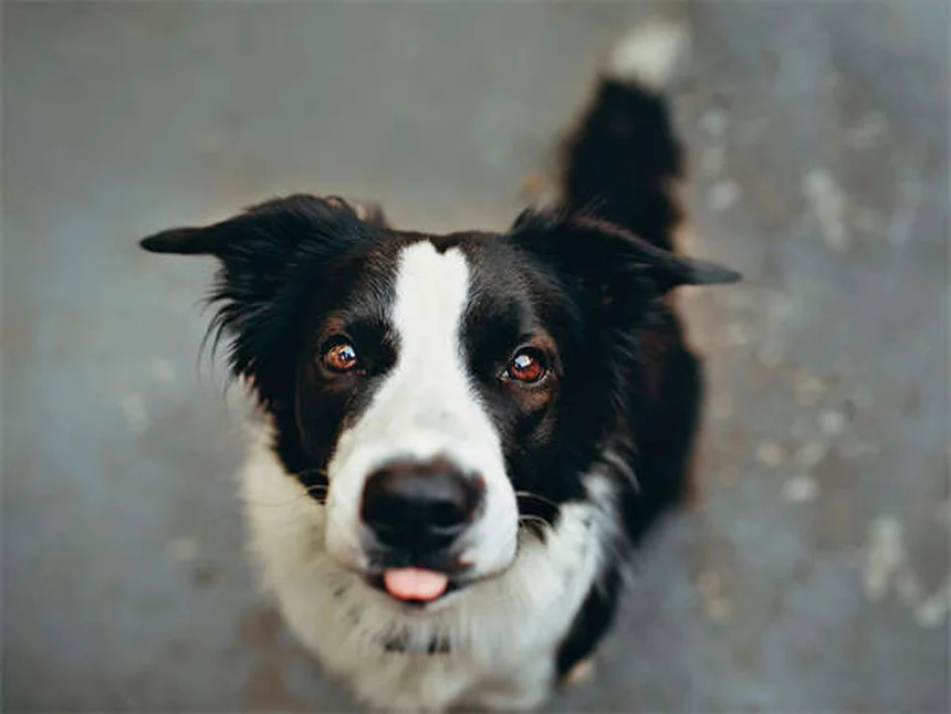 RCP para perros: Guía paso a paso para salvar a tu mascota en emergencias