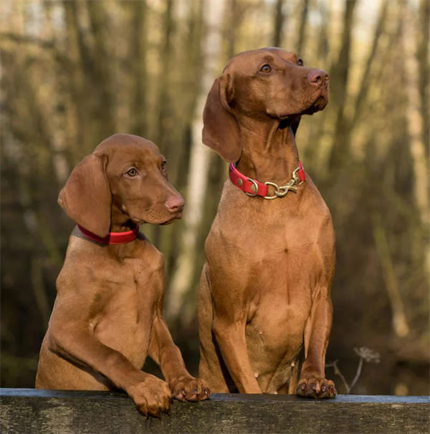 Señales de maltrato en mascotas: Cómo detectar y ayudar a un animal abusado