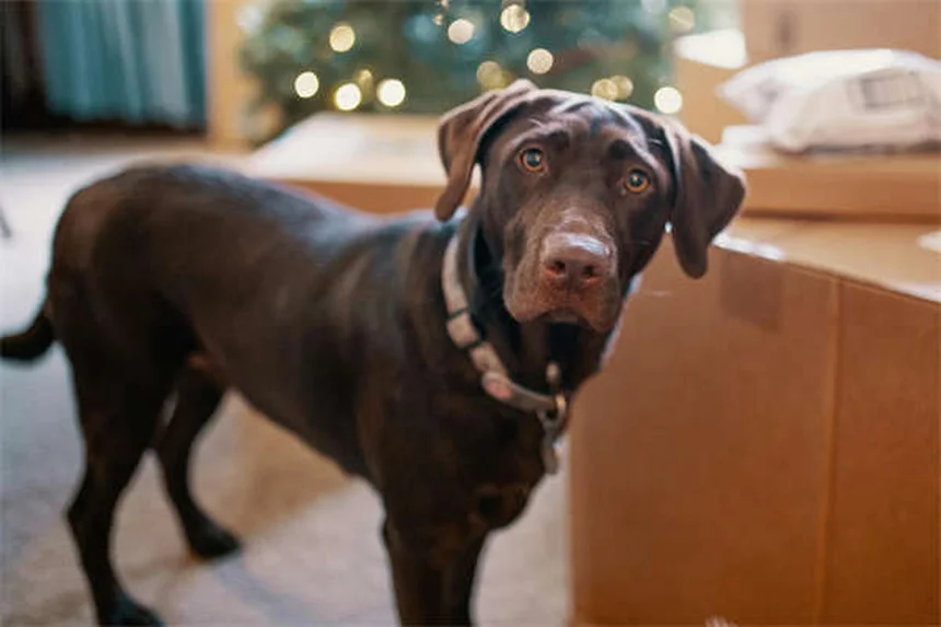 13 señales infalibles para saber si tu perro es feliz