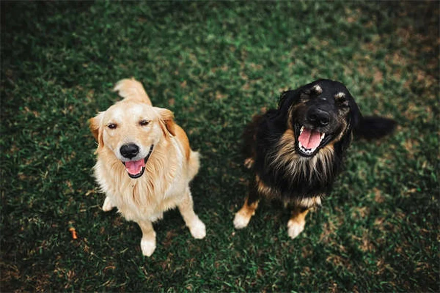 13 señales infalibles para saber si tu perro es feliz
