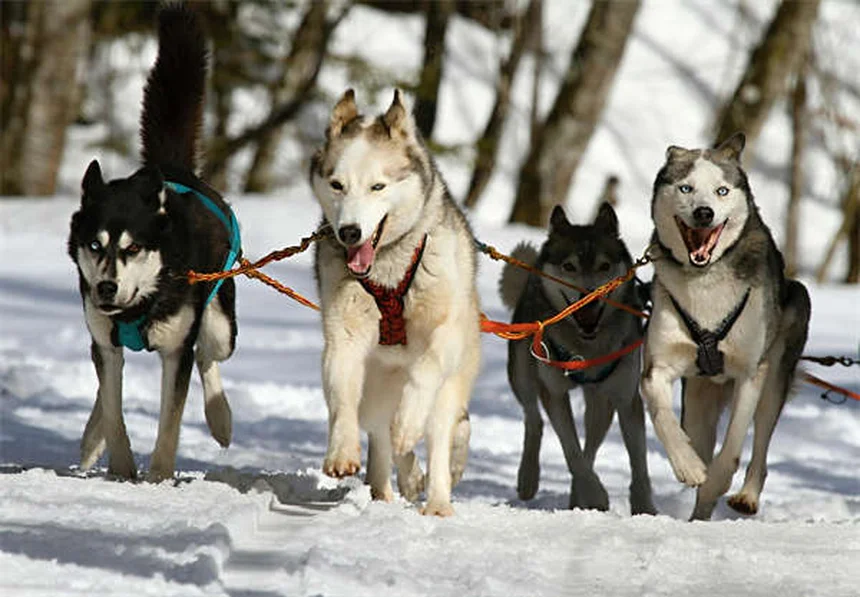 25 razas de perros esponjosos que adorarás acariciar