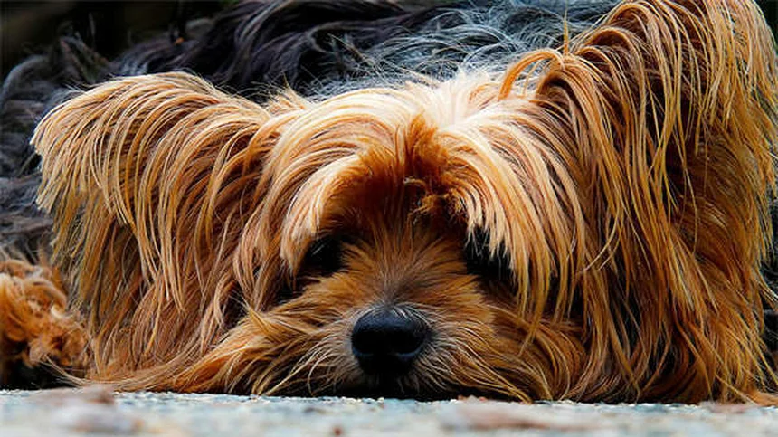 Toltrazuril para perros y gatos: Guía completa sobre este tratamiento antiparasitario