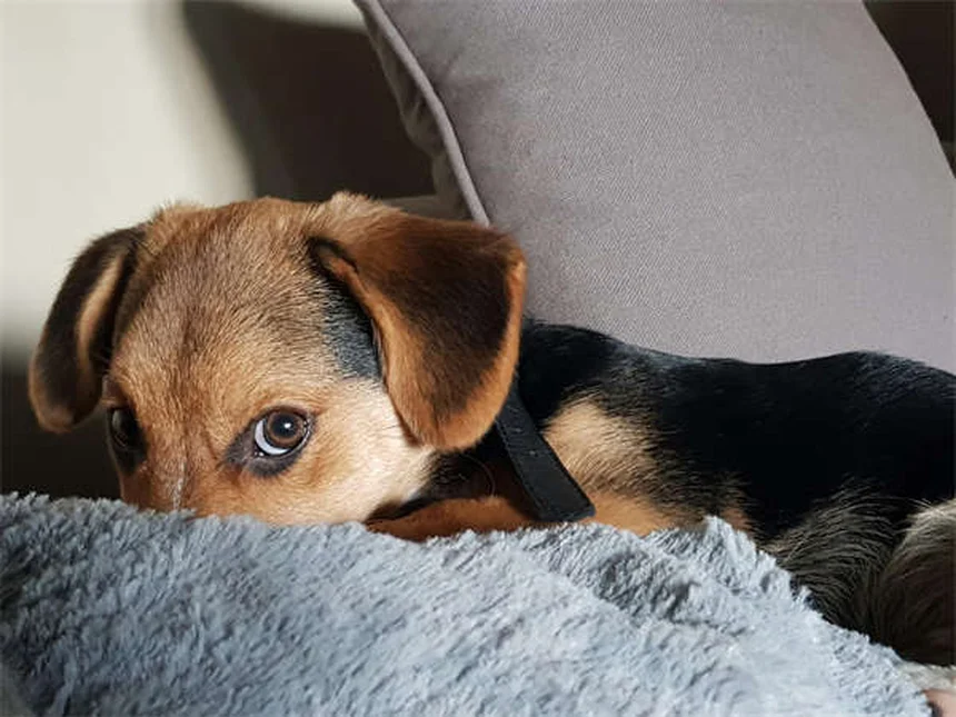 Toltrazuril para perros y gatos: Guía completa sobre este tratamiento antiparasitario