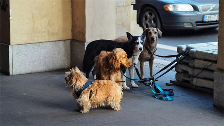 8 Razas de perros irlandeses ideales para familias activas