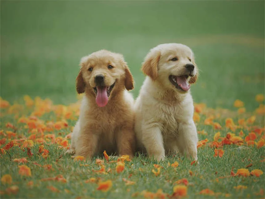 Consejos esenciales para llevar a tu perro a festivales con seguridad