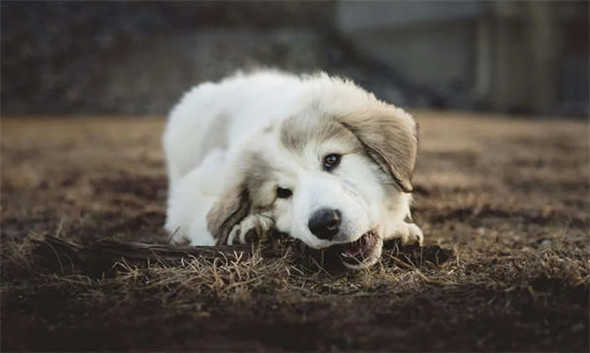 Consejos esenciales para llevar a tu perro a festivales con seguridad
