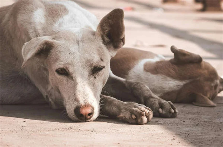 Cómo presentar un perro y un gato: Guía definitiva para una convivencia feliz