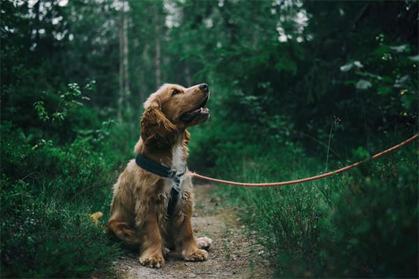 Cómo presentar un perro y un gato: Guía definitiva para una convivencia feliz